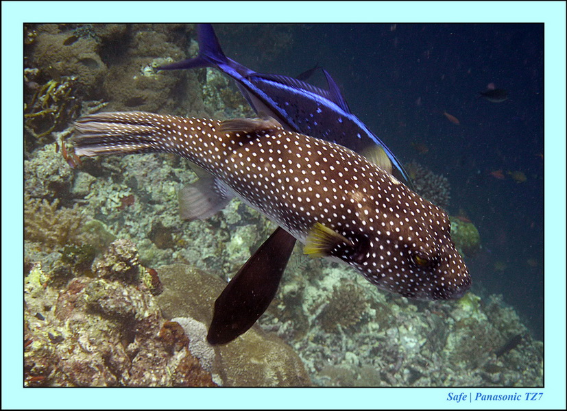 2011 - 08 - Borneo - Sipadan 059